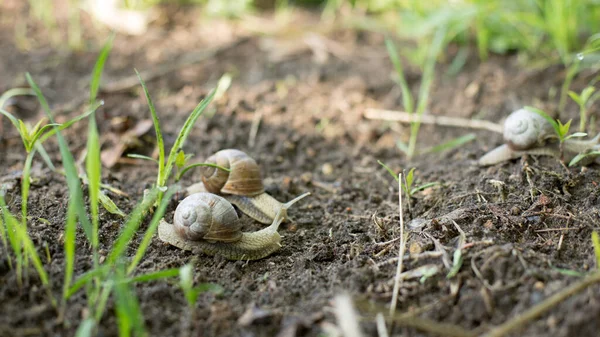 Escargots Petit Matin Printemps Beaux Mollusques Recherche Nourriture — Photo