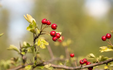 Sonbaharın sonlarında ormanda kırmızı parlak böğürtlen, güzel ve çekici bir manzara.