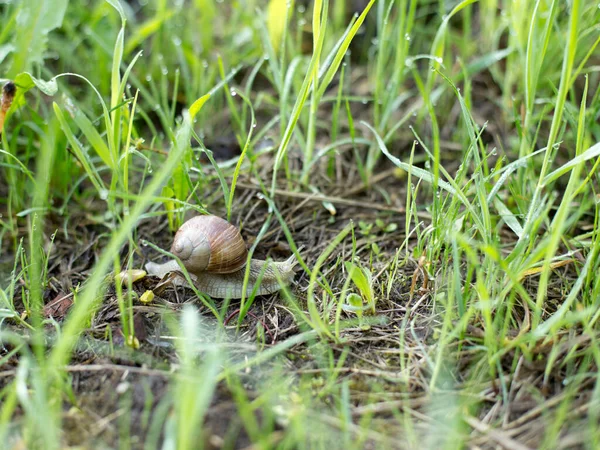 早春清晨的蜗牛 美丽的软体动物在寻找食物 — 图库照片