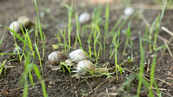 Escargots Petit Matin Printemps Beaux Mollusques Recherche Nourriture — Photo