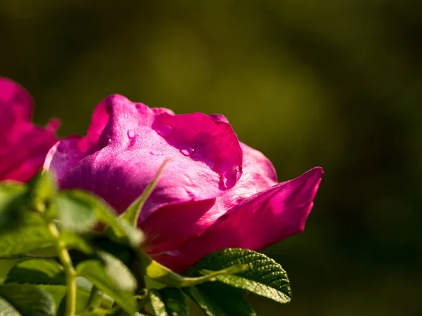 Kwitnące Dzikie Różane Biodra Wczesnym Gorącym Latem — Zdjęcie stockowe