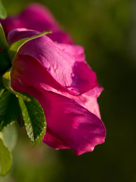 Kwitnące Dzikie Różane Biodra Wczesnym Gorącym Latem — Zdjęcie stockowe