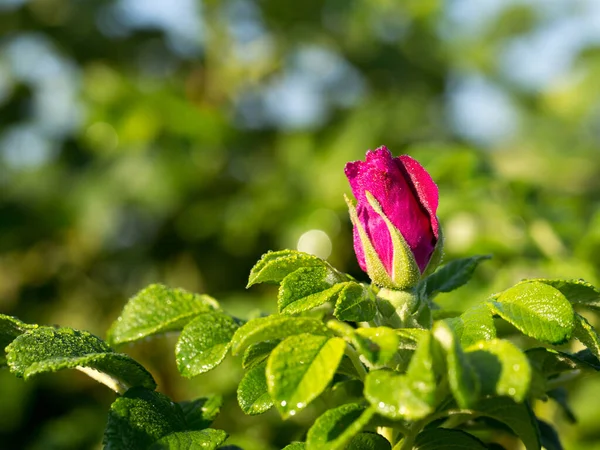 Vilda ros blommor i den ljusa solen — Stockfoto
