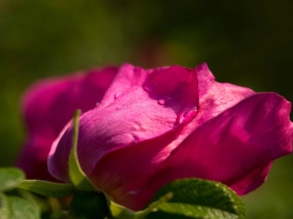 Dzikie kwiaty róży po deszczu na początku lata — Zdjęcie stockowe