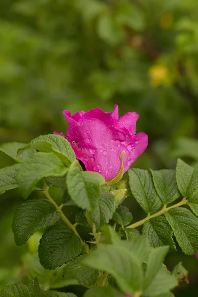 Vilda rosenblommor efter regn i början av sommaren — Stockfoto