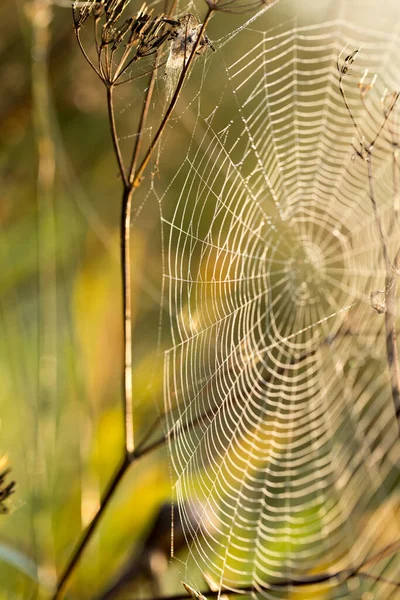 Cobweb e ragno al mattino presto sull'erba — Foto Stock