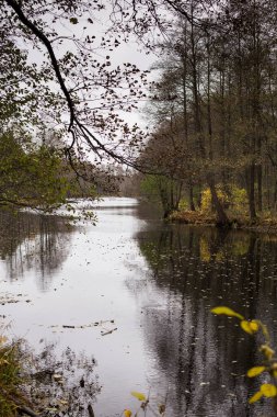Forest lake in autumn, reflection of falling flies