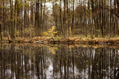 Forest lake in autumn, reflection of falling flies