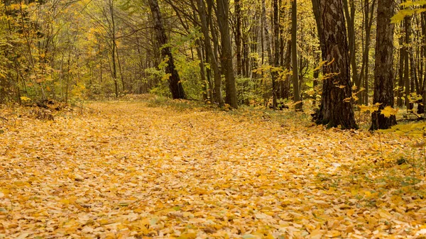 Осенний парк и лес под ясным небом — стоковое фото