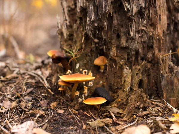 Cogumelos Folhas Caídas Floresta Outono Magia Vida Natureza — Fotografia de Stock