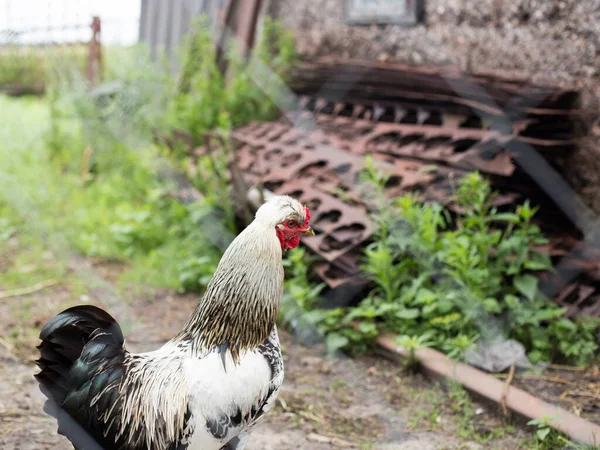 Poulet Fait Maison Avec Belles Plumes Élevage Développement Agricole — Photo