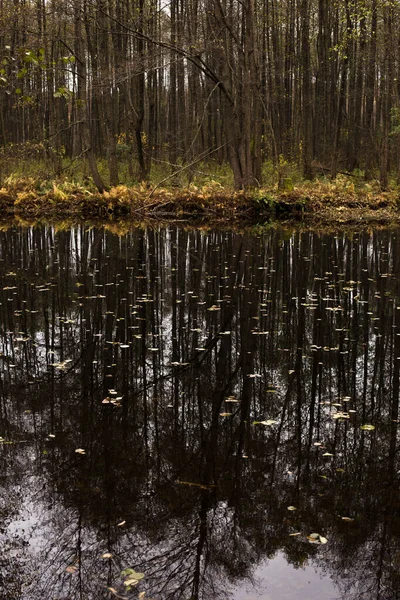 Lago Bosque Bajo Hermosos Árboles Otoño Reflejado Agua — Foto de Stock