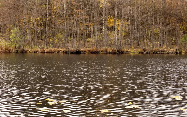 Lake Forest Beautiful Autumn Trees Reflected Water — Stock Photo, Image