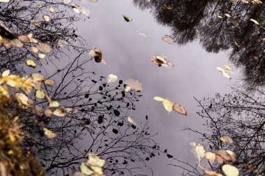 Ormandaki göl güzel sonbahar ağaçlarının altında, suya yansıyor.