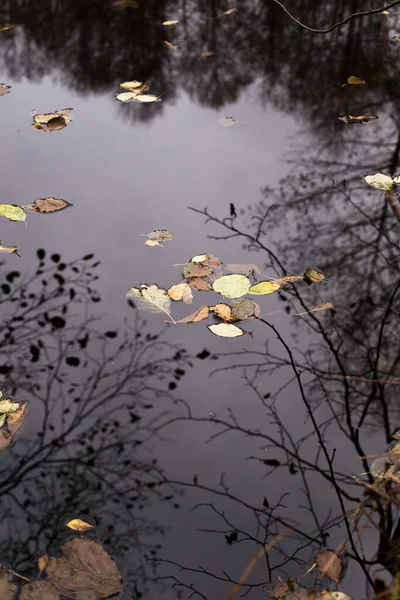 Lago Bosque Bajo Hermosos Árboles Otoño Reflejado Agua —  Fotos de Stock