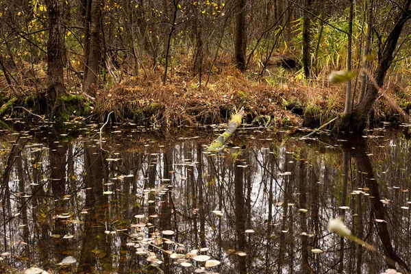 Lago Bosque Bajo Hermosos Árboles Otoño Reflejado Agua — Foto de Stock