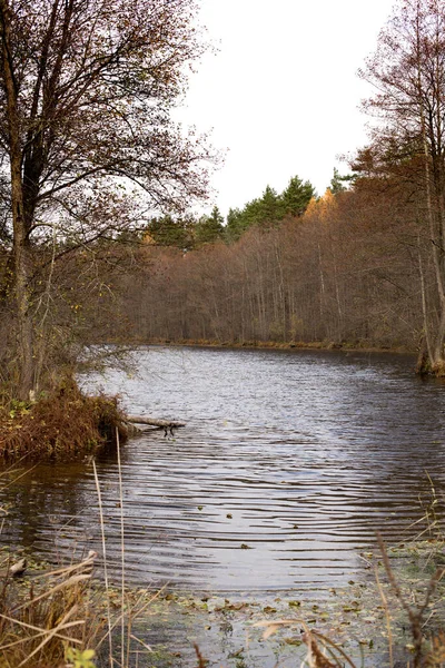 Lago Bosque Bajo Hermosos Árboles Otoño Reflejado Agua —  Fotos de Stock