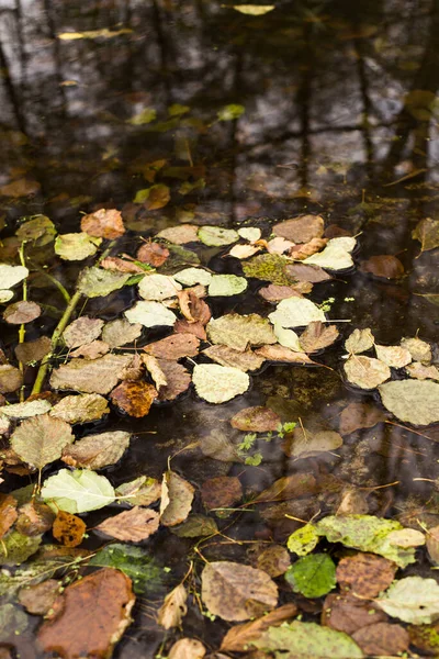 Lake Forest Beautiful Autumn Trees Reflected Water — Stock Photo, Image