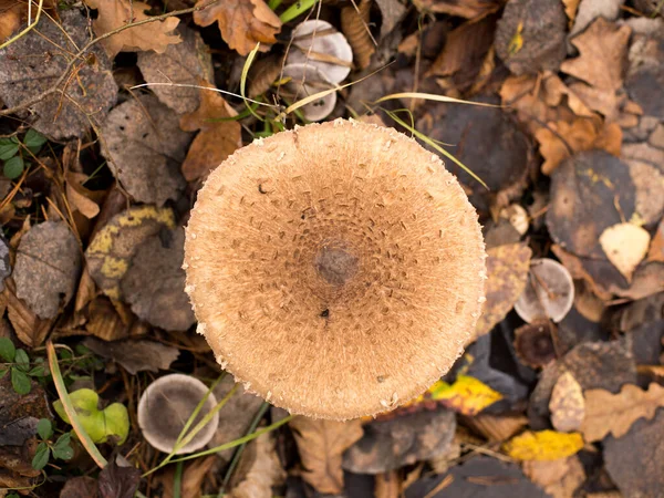 Mushrooms Fallen Leaves Autumn Forest Magic Life Nature — Stock Photo, Image