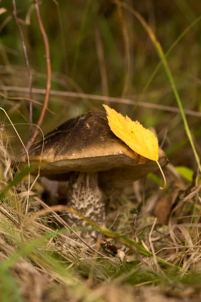 Mignon Penny Bun Champignon Pousse Dans Herbe Belle Petite Casquette — Photo