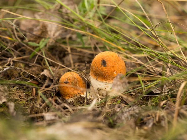 Mignon Penny Bun Champignon Pousse Dans Herbe Belle Petite Casquette — Photo