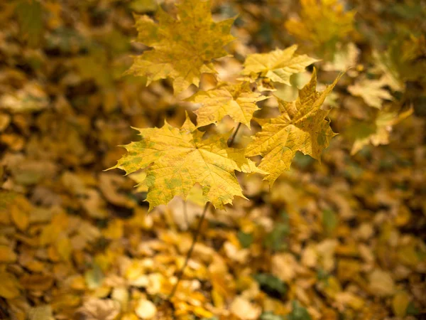 Sonbahar havası, altın yapraklar çevresini süslüyor ve havayı hoş bir serinlikle dolduruyor.