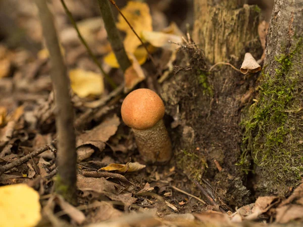 Cute Penny Bun Mushroom Growing Grass Beautiful Small Brown Cap — Stock Photo, Image