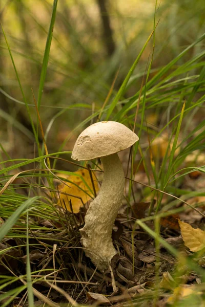Cute Penny Bun Mushroom Growing Grass Beautiful Small Brown Cap — Stock Photo, Image