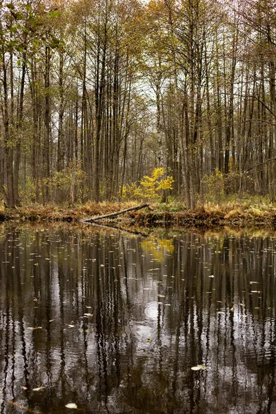 Λίμνη Στο Δάσος Κάτω Από Όμορφα Φθινοπωρινά Δέντρα Αντανακλάται Στο — Φωτογραφία Αρχείου