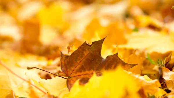 明亮的秋叶与美丽的金色色调 — 图库照片