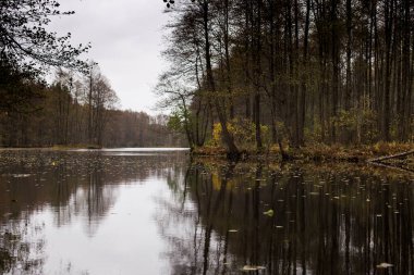 Ormandaki göl güzel sonbahar ağaçlarının altında, suya yansıyor.