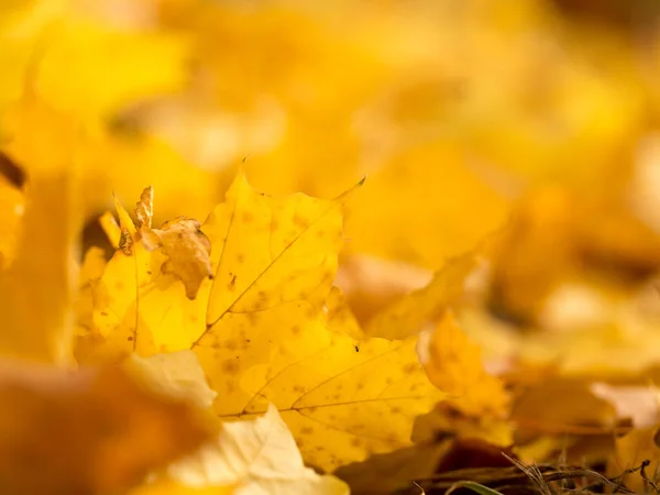 明亮的秋叶与美丽的金色色调 — 图库照片