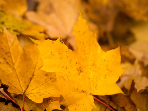 秋天的心情 金黄的树叶点缀着周围的空间 让空气充满了宜人的凉爽 — 图库照片
