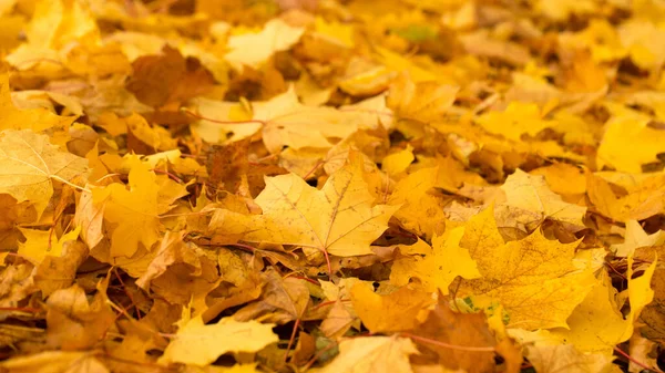 秋天的心情 金黄的树叶点缀着周围的空间 让空气充满了宜人的凉爽 — 图库照片
