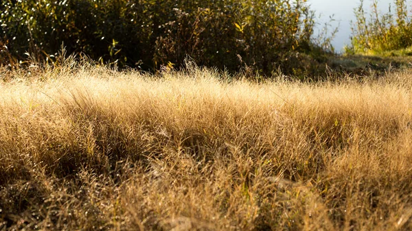 Jesienna Trawa Polu Krajobraz Żółtych Kolorach — Zdjęcie stockowe