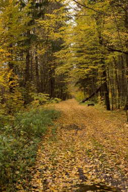 Parkta ve ormanda sonbahar havası, altın yapraklar mekanı süslüyor.