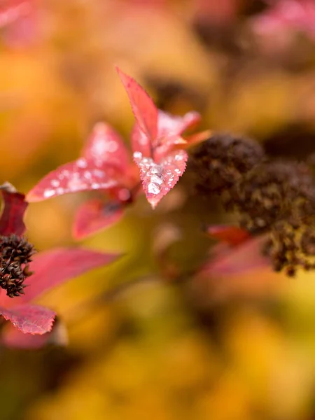 Bright Leaves Fall Red Gold Tones — Stock Photo, Image