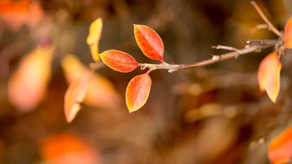 Bright Leaves Fall Red Gold Tones — Stock Photo, Image