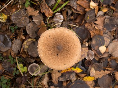 Sonbahar ormanında düşen yaprakların üzerindeki mantarlar, doğadaki hayatın büyüsü.