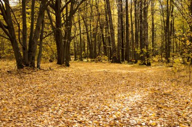 Parkta ve ormanda sonbahar havası, altın yapraklar mekanı süslüyor.