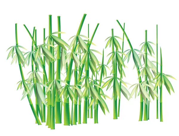 Bambus — Stockový vektor
