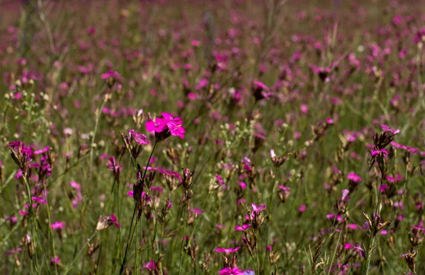 Flowers006 — Fotografia de Stock