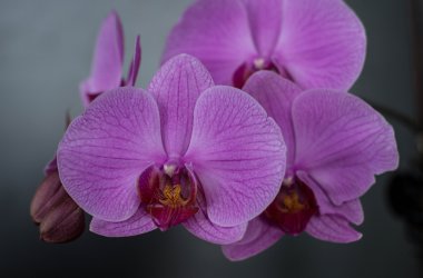 Orchid010