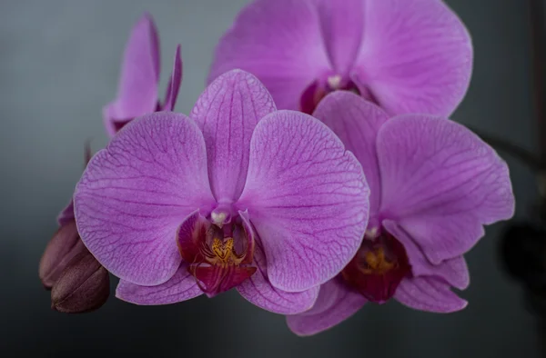 Orquídea010 — Fotografia de Stock