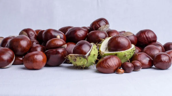 Chestnut002 — Stockfoto