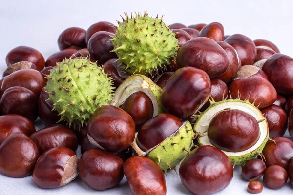 Chestnut004 — Stockfoto