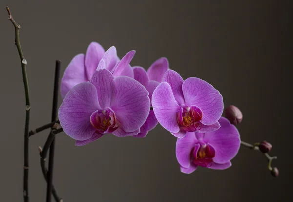 Orquídea — Fotografia de Stock