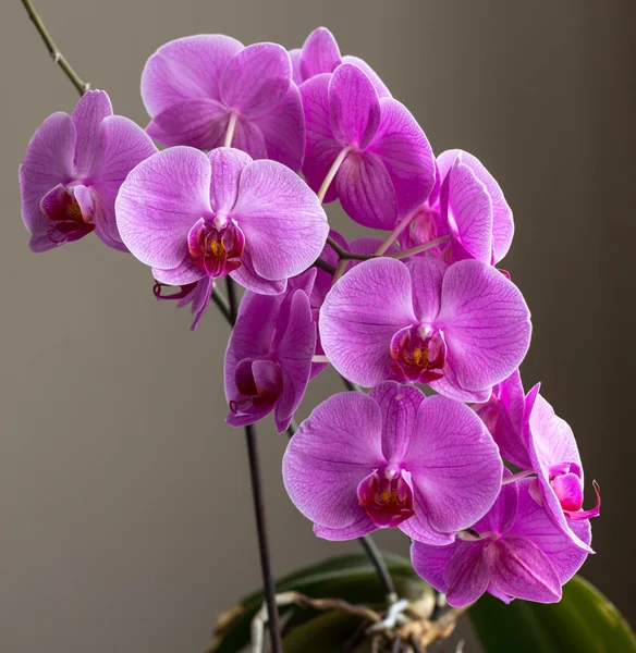 Orchidea — Stock Fotó