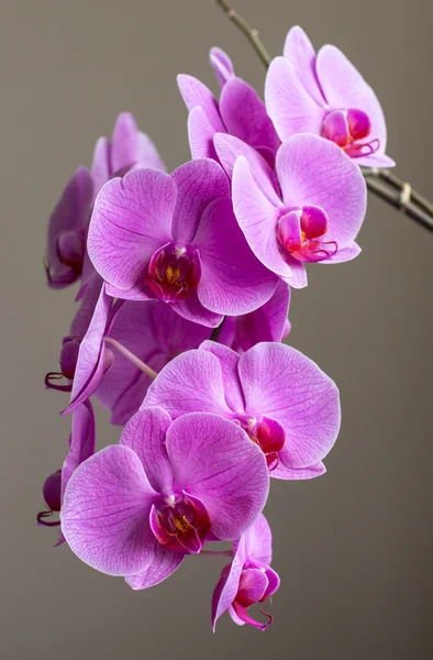 Orchidea — Stock Fotó