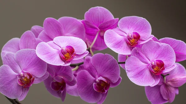 Orquídea — Fotografia de Stock